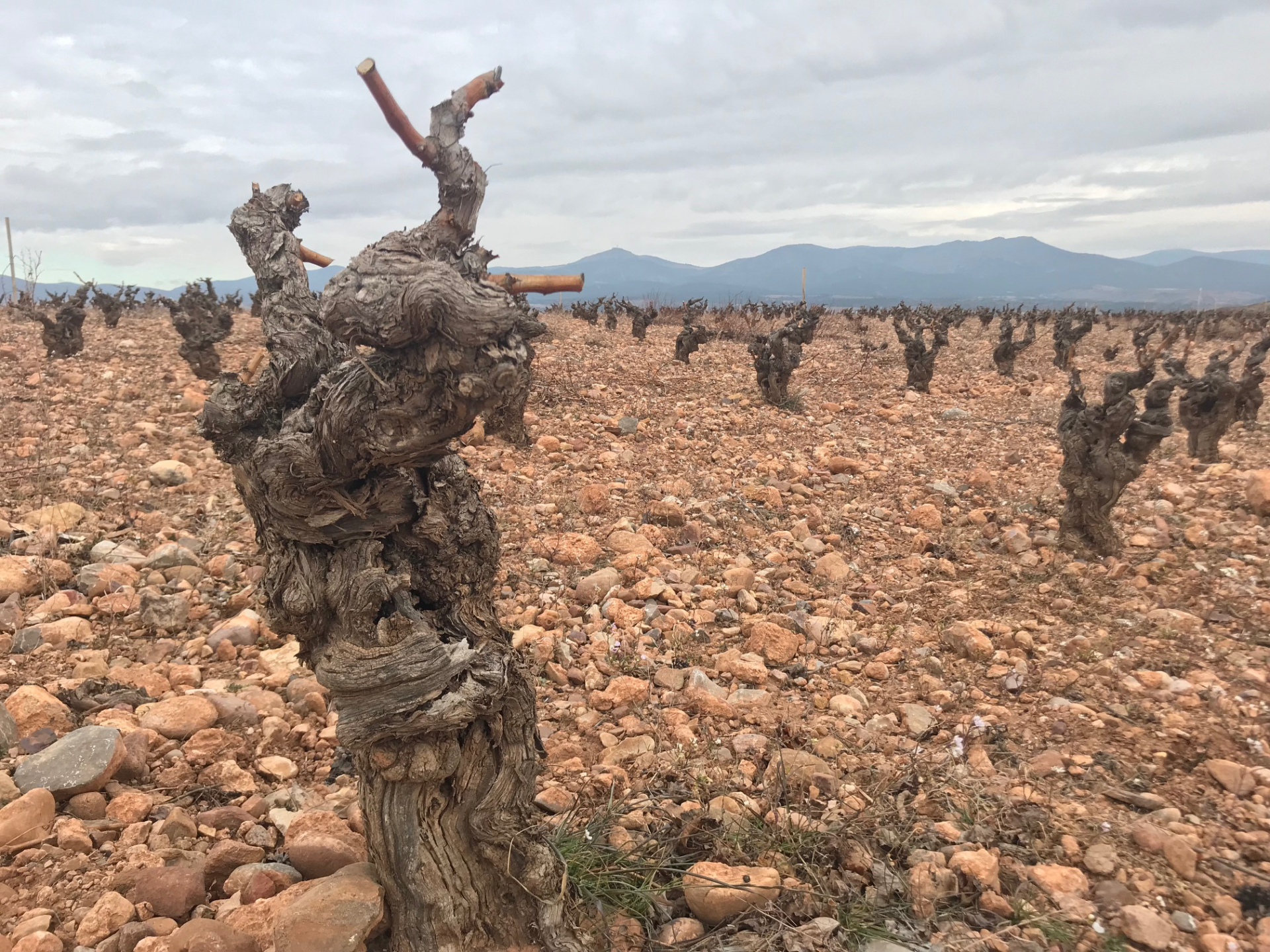 Old Vine Calatayud (Norrel)